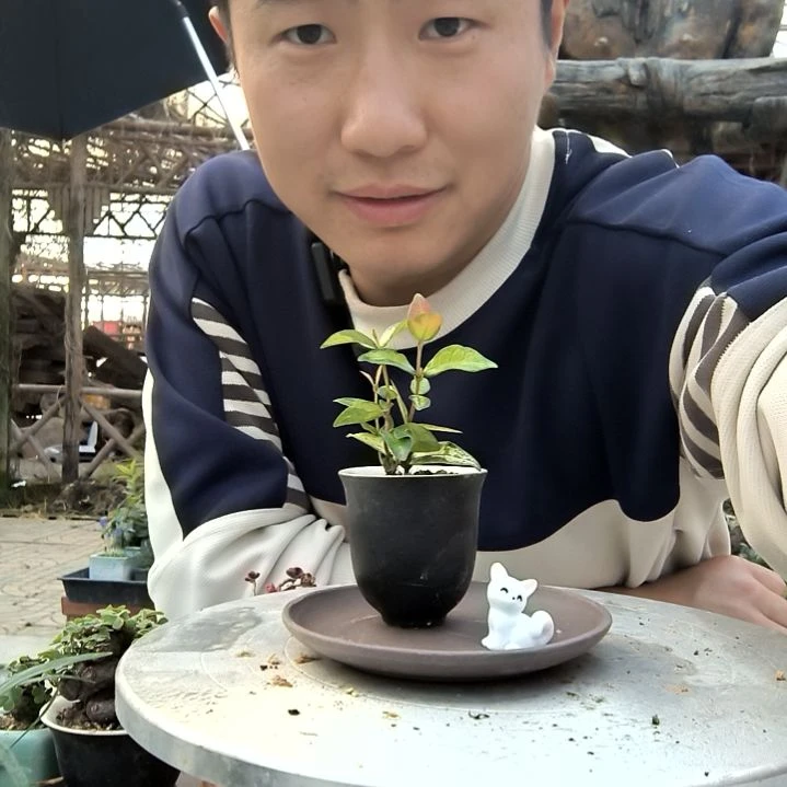 m**e小盆景小植物一物一拍105