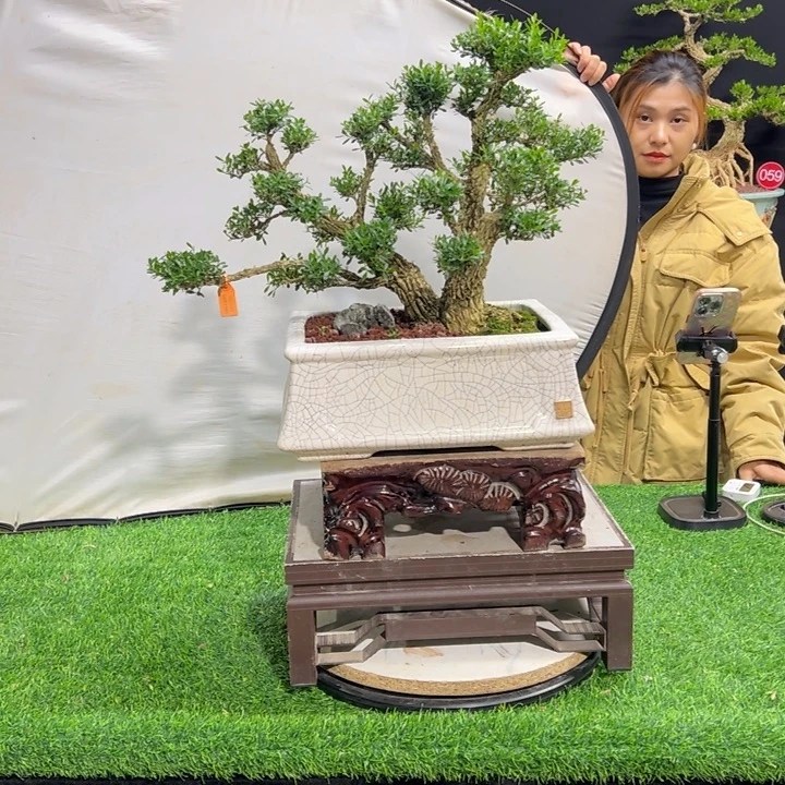 无花朵高端黄杨盆景艺术