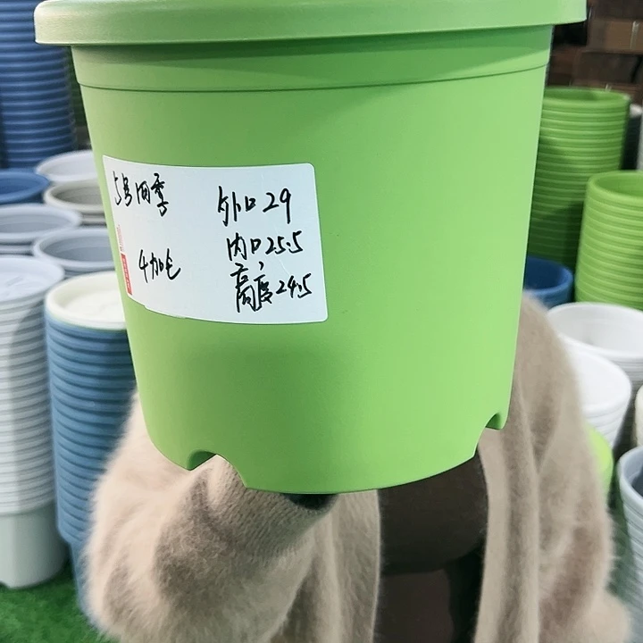 特价5号四季口29高24.5果绿无托5只