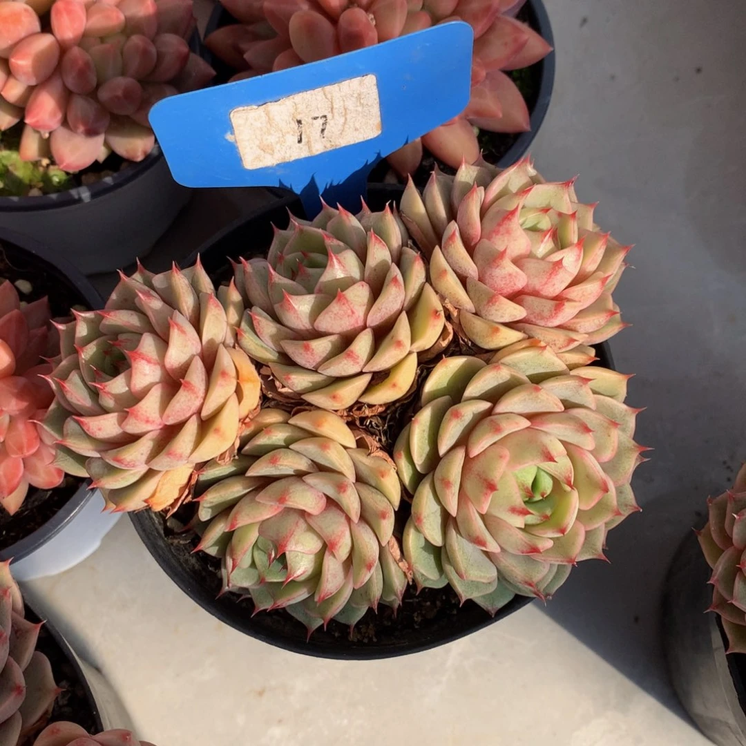 本带呜呜呜呜芋儿鸡