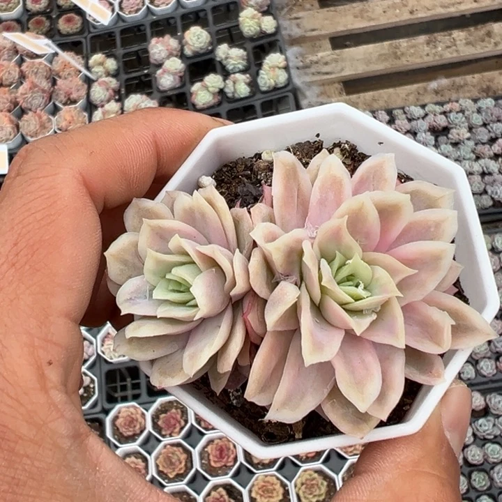 冰片锦一颗量拍多肉满20包邮初7发