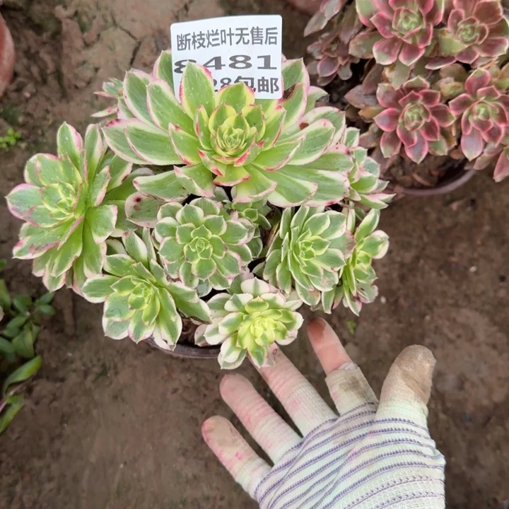 8481二号棚海鲜多肉C
