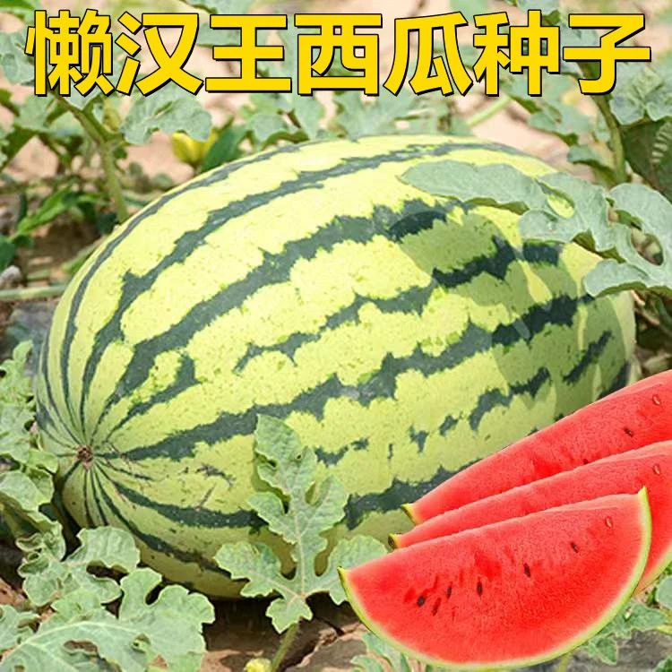 正宗懒汉王西瓜种子免整枝麒麟西瓜懒人宁夏硒砂瓜无籽西瓜种子