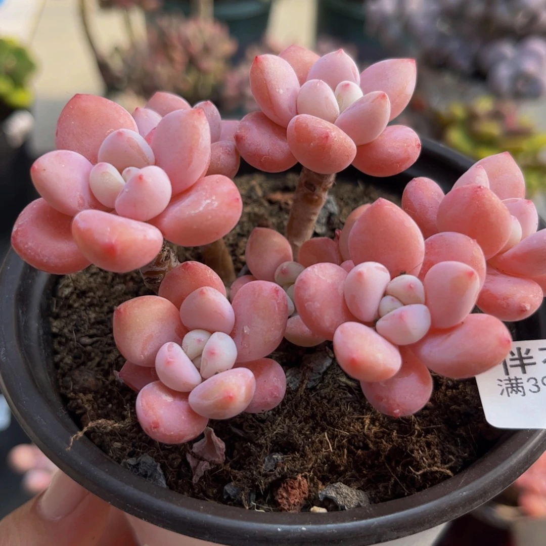358樱花洛神8cm多肉植物