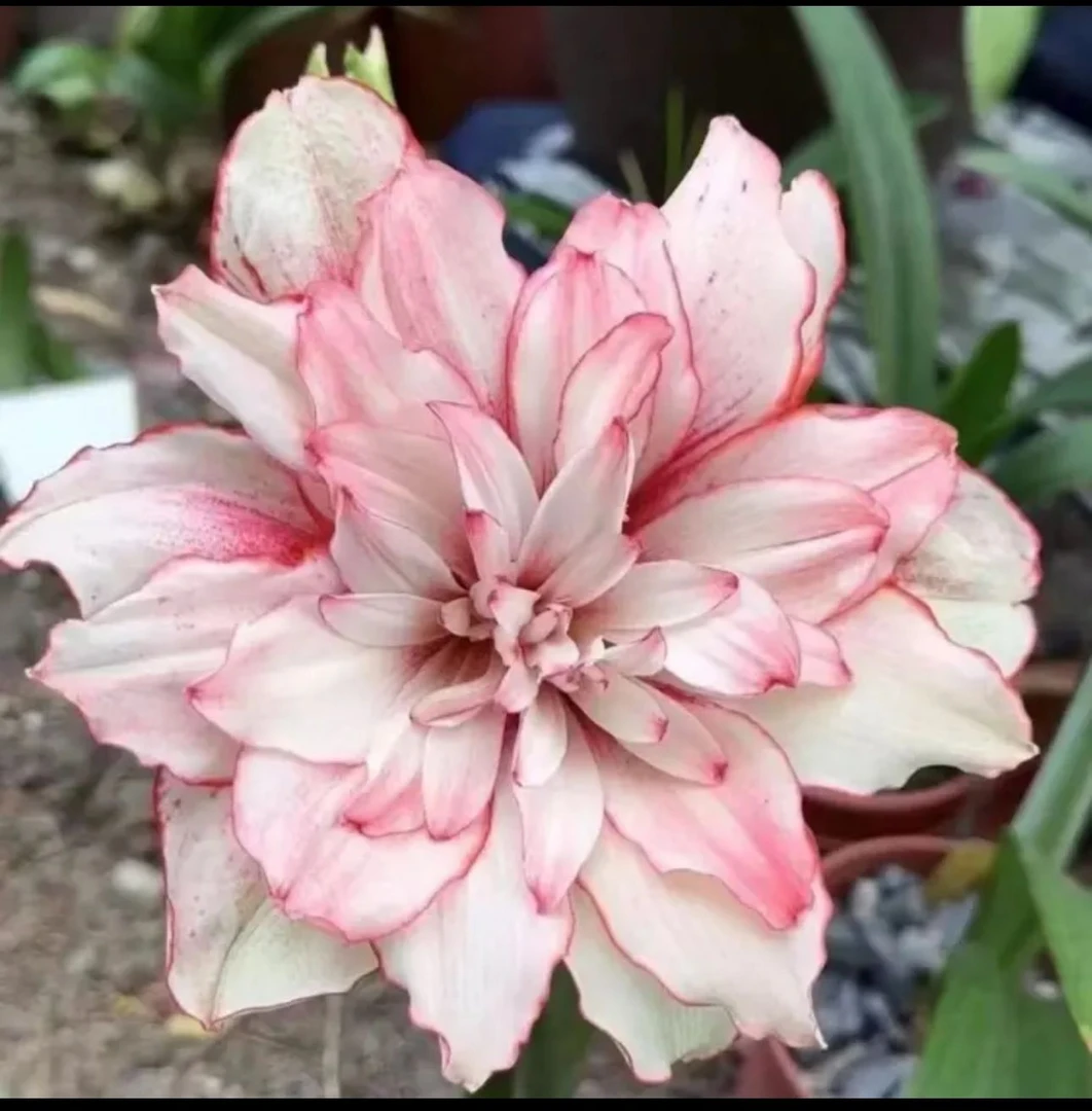 【珍妮弗】朱顶红种球5-6厘米