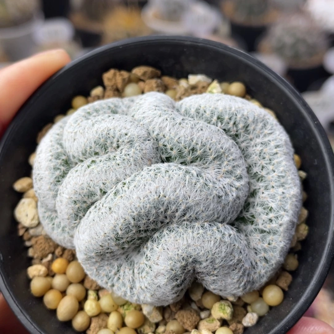 姬春星缀化       自根