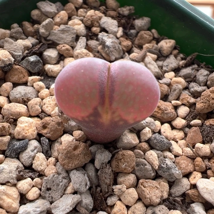 956 c10。2年开白花包正版