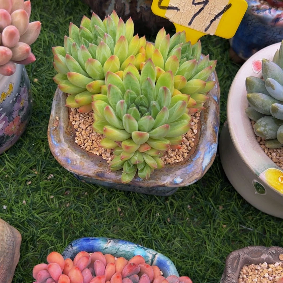 往**缘星际迷航多肉植物