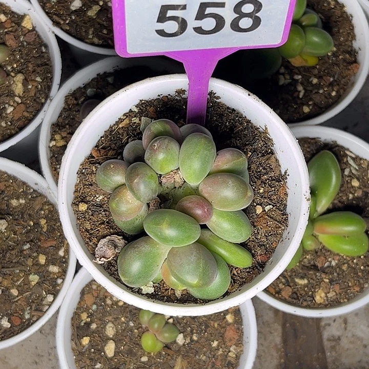 多肉植物芒果奶558