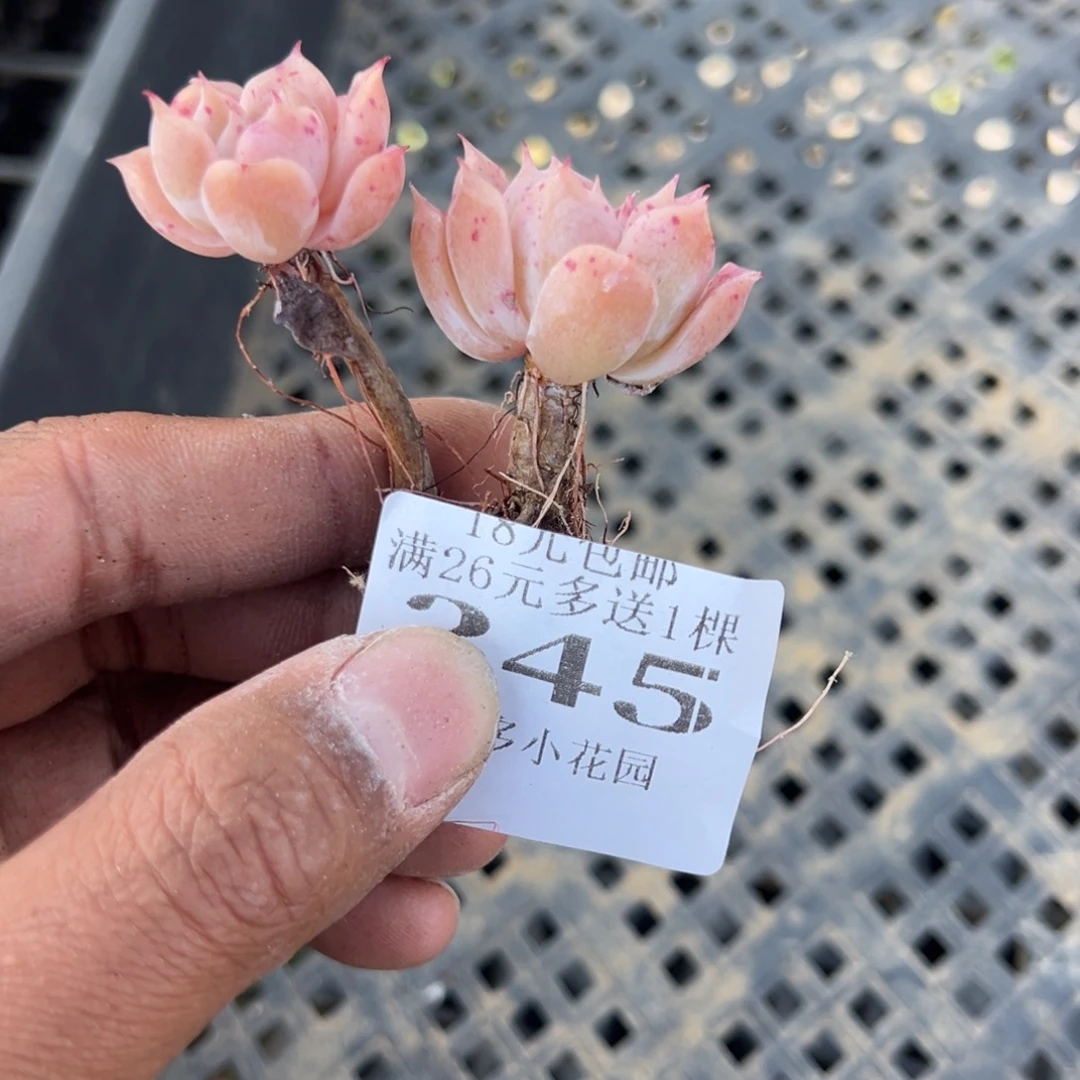 345号小老庄一物一拍