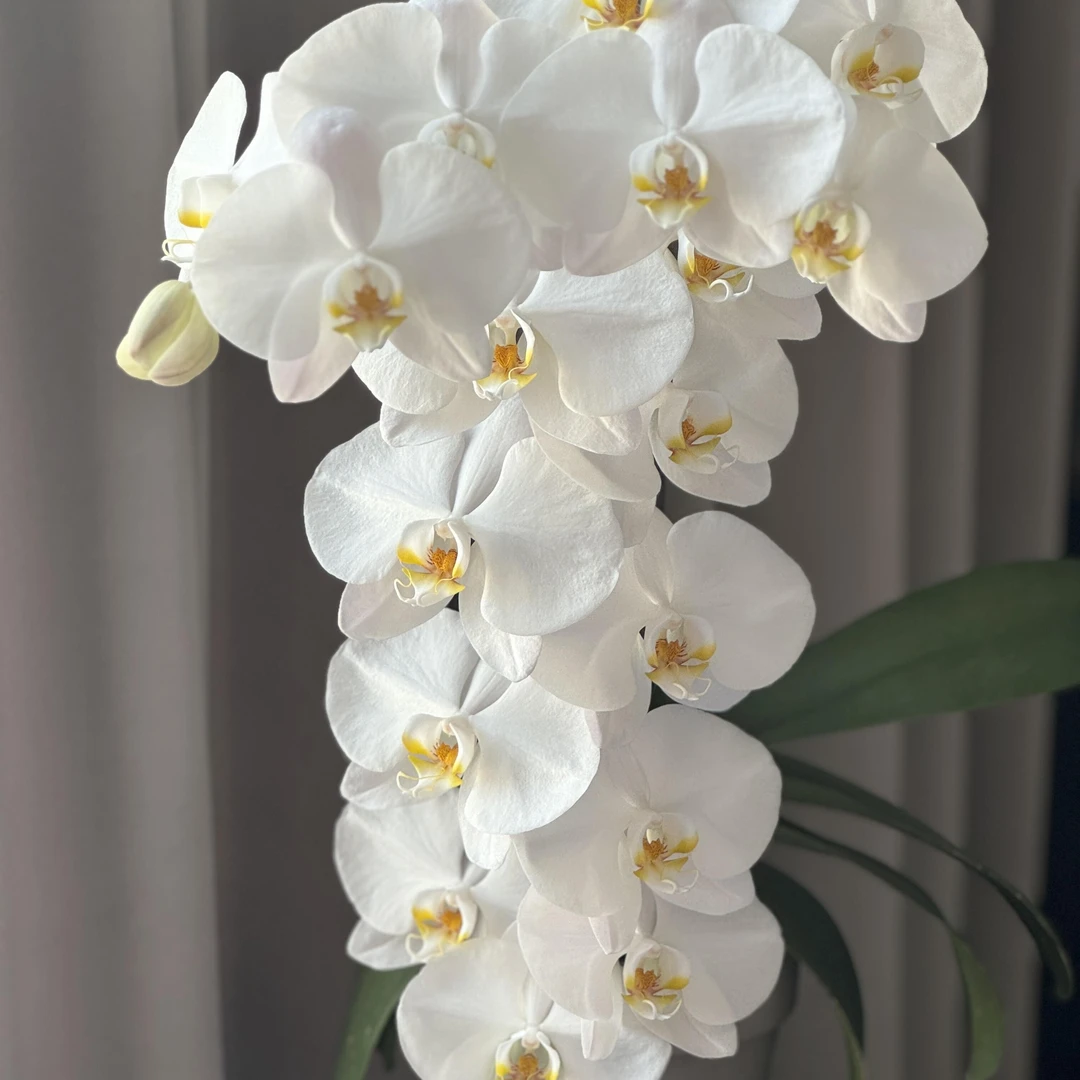 【大白V3】蝴蝶兰室内绿植观赏盆栽花卉