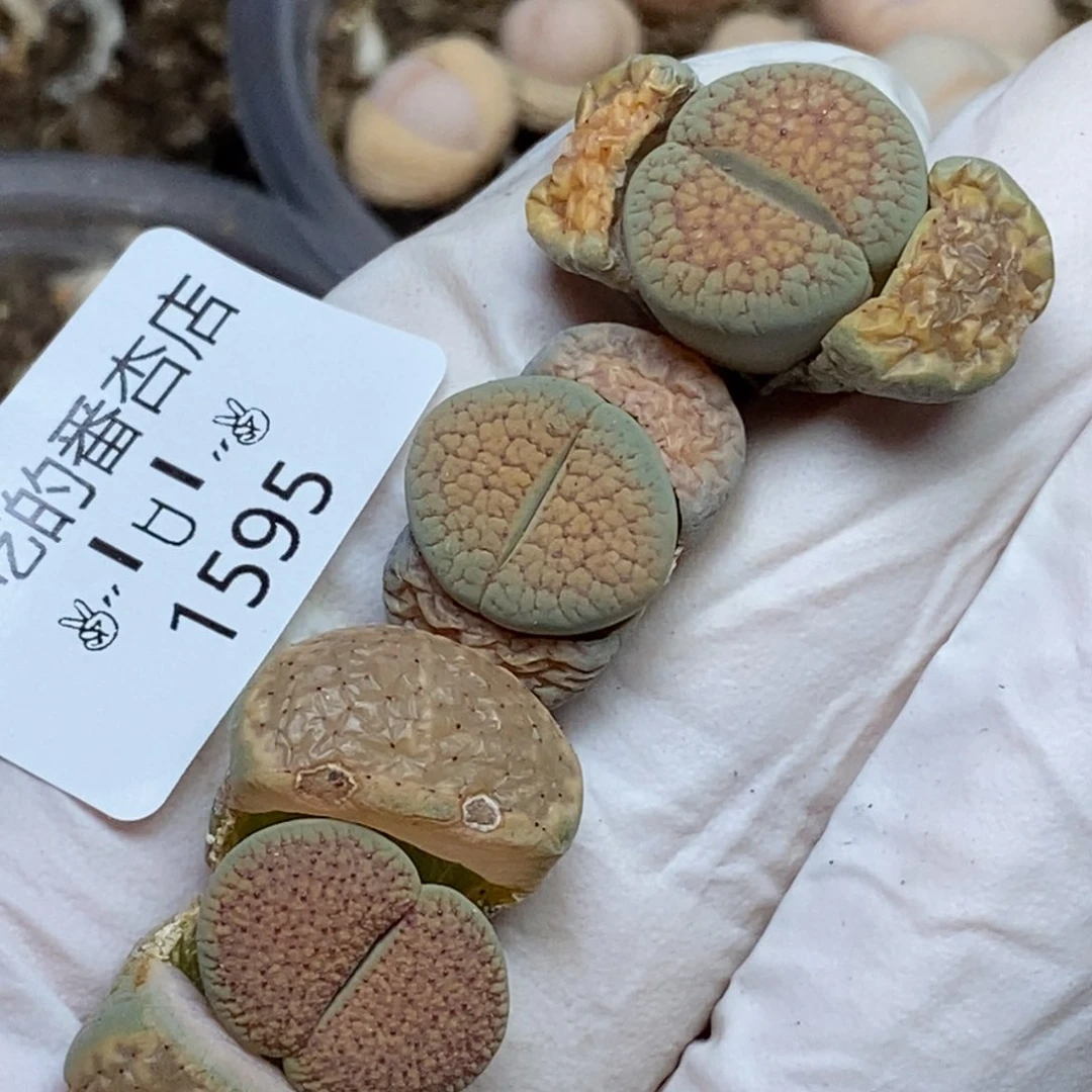 1595。零下拍保温.18包邮.当天凑哦