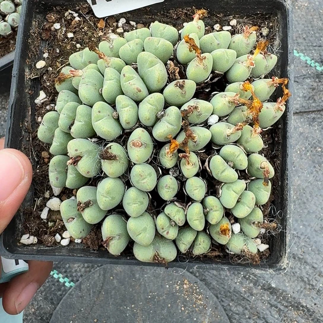 393多肉植物多肉植物