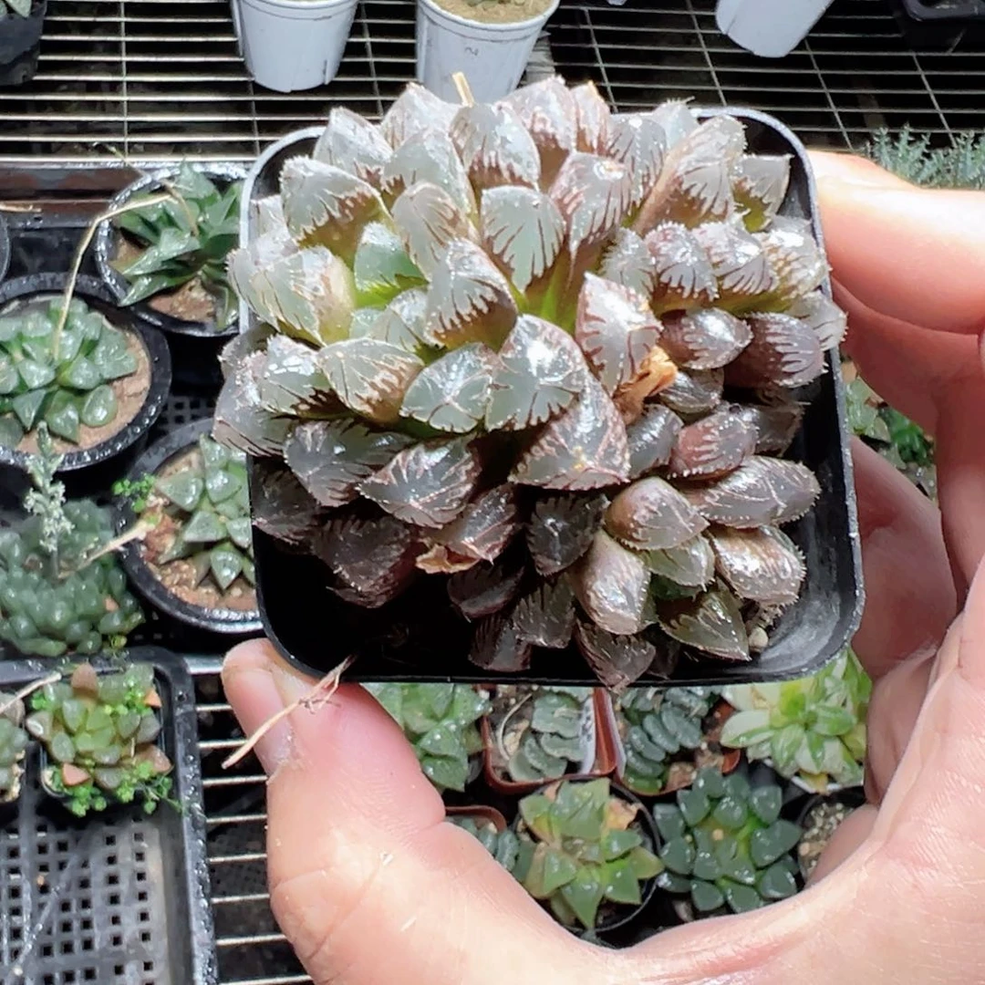 阿****）1450多肉植物，
