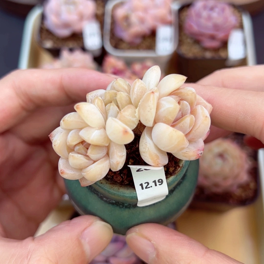 好好看280、哈哈哈哈