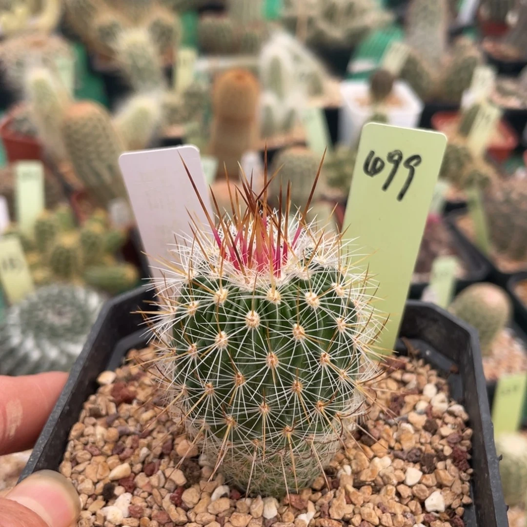 鹿角柱实生仙人球血枪玉