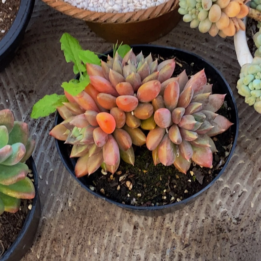 孙*娘48包邮一物一拍多肉