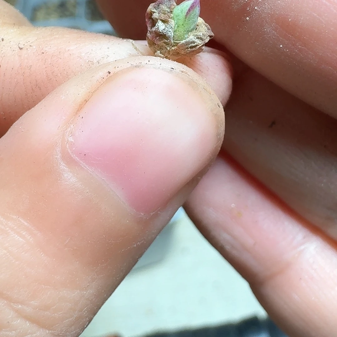 1颗一组量拍多肉植物哇vv