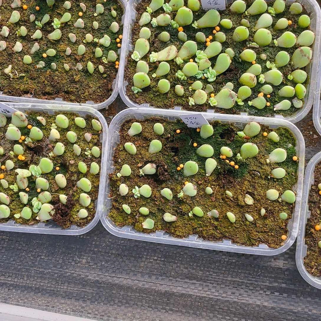 954- Y1叶子一片一个满25包邮