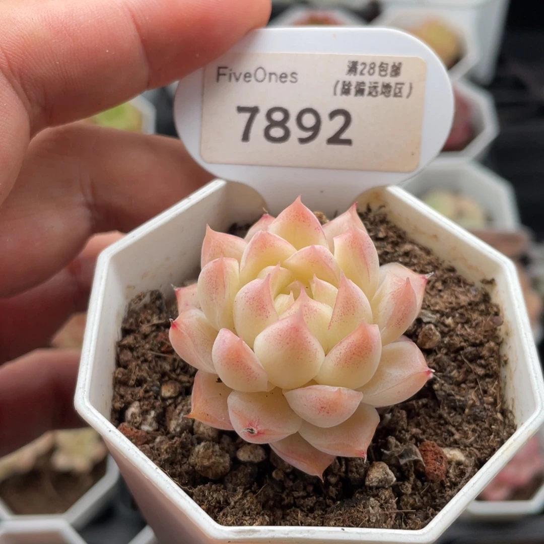 桃熏女王7892-4.5厘米