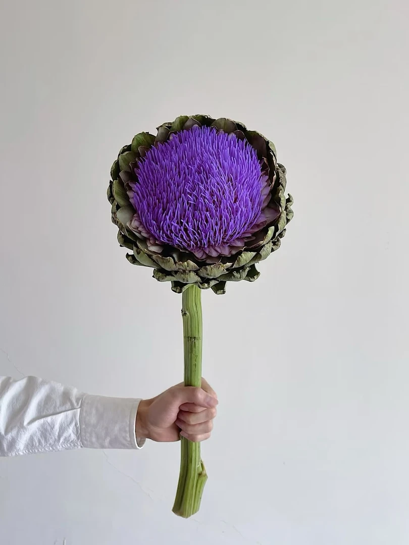 洋蓟一枝