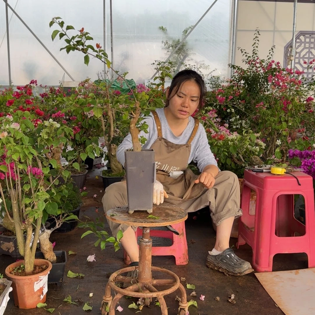 大部分花苞少量开放金发女郎 25