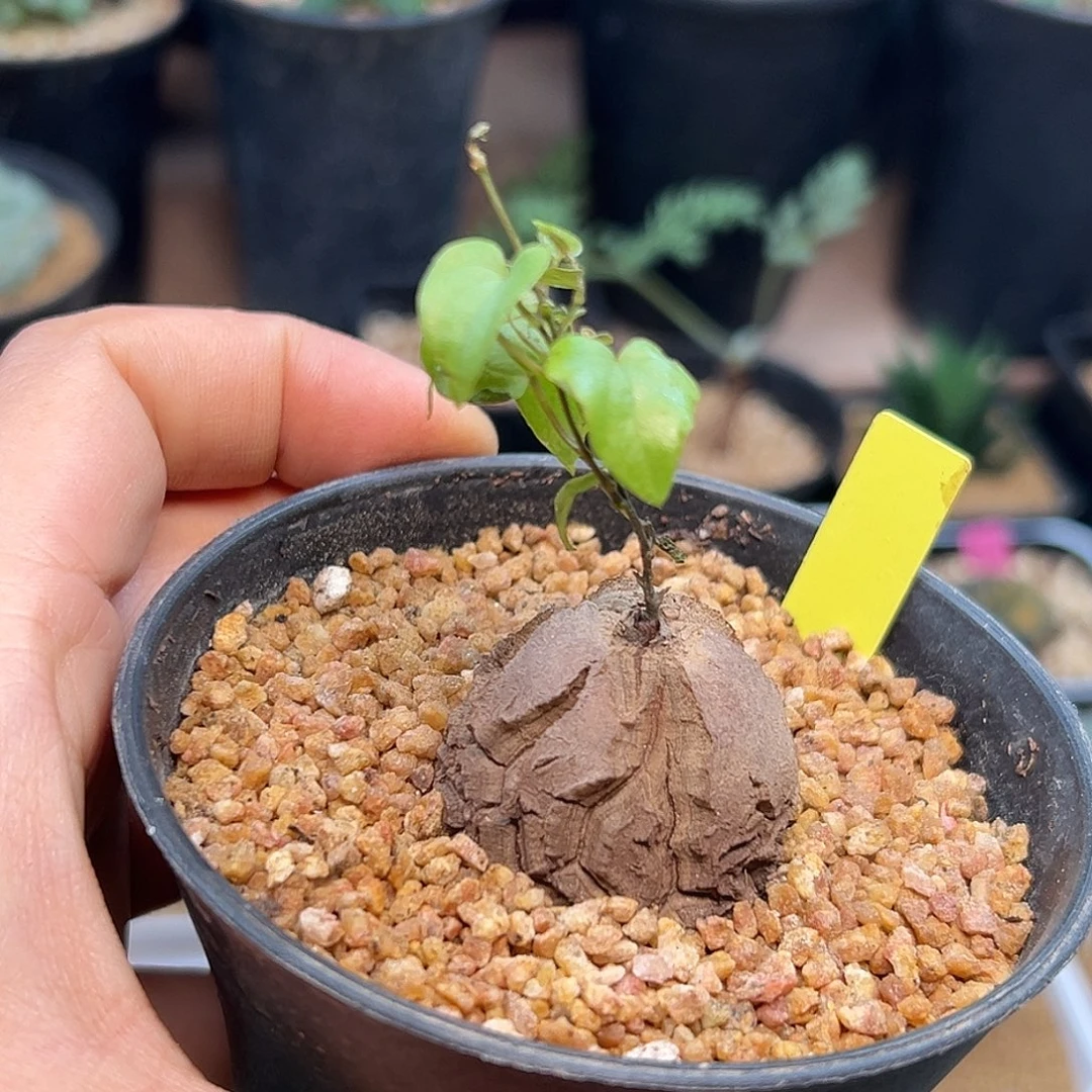 南非龟甲龙实生带盆发货