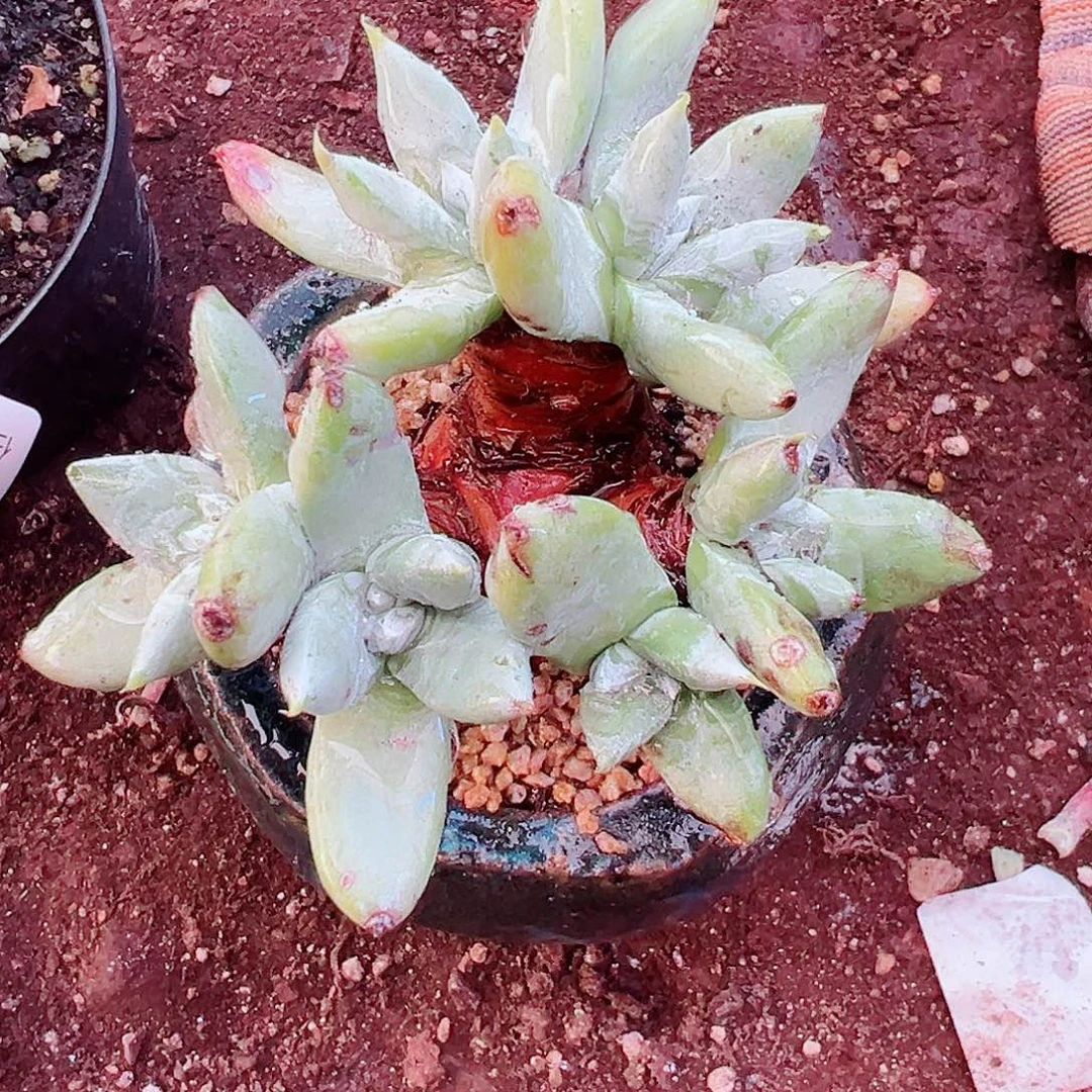 9340苹果拇指仙女杯