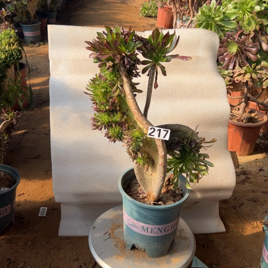 妖翅膀有伤217高度37厘米