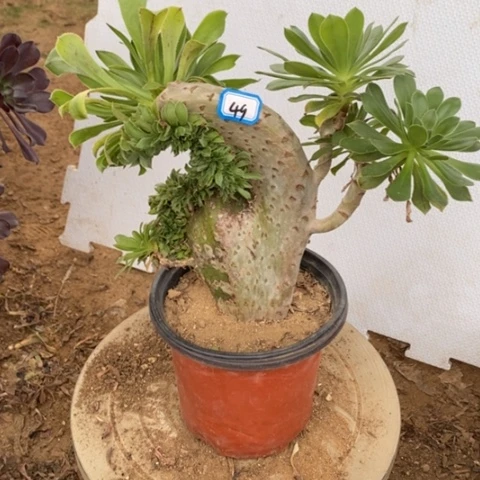 原始绿缀一物一拍