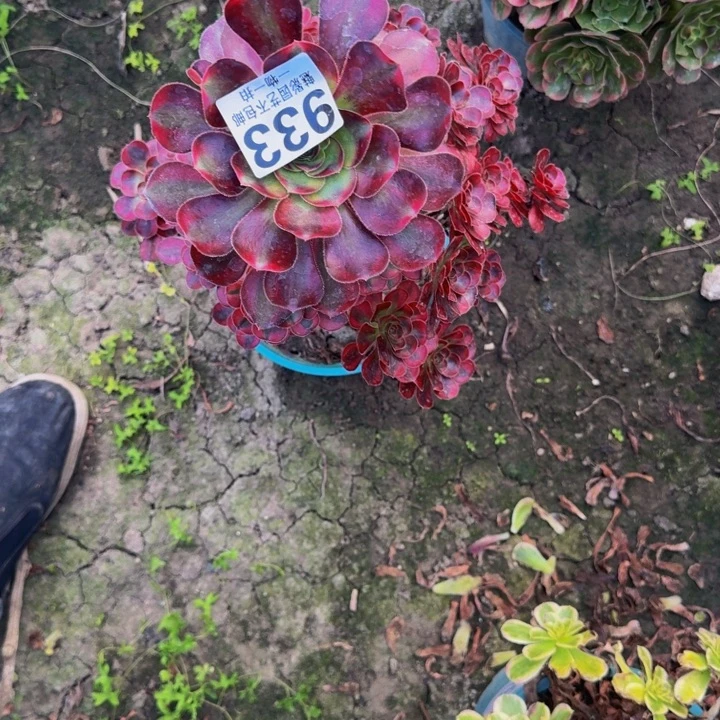 香奈儿花30-0包邮花花