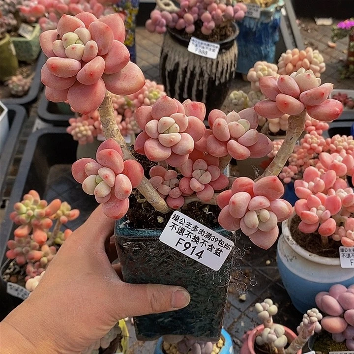 樱花洛神老桩11cm914多肉植物