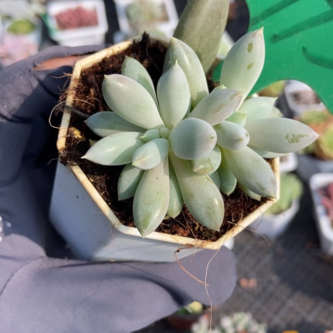 975哥特多肉植物多肉
