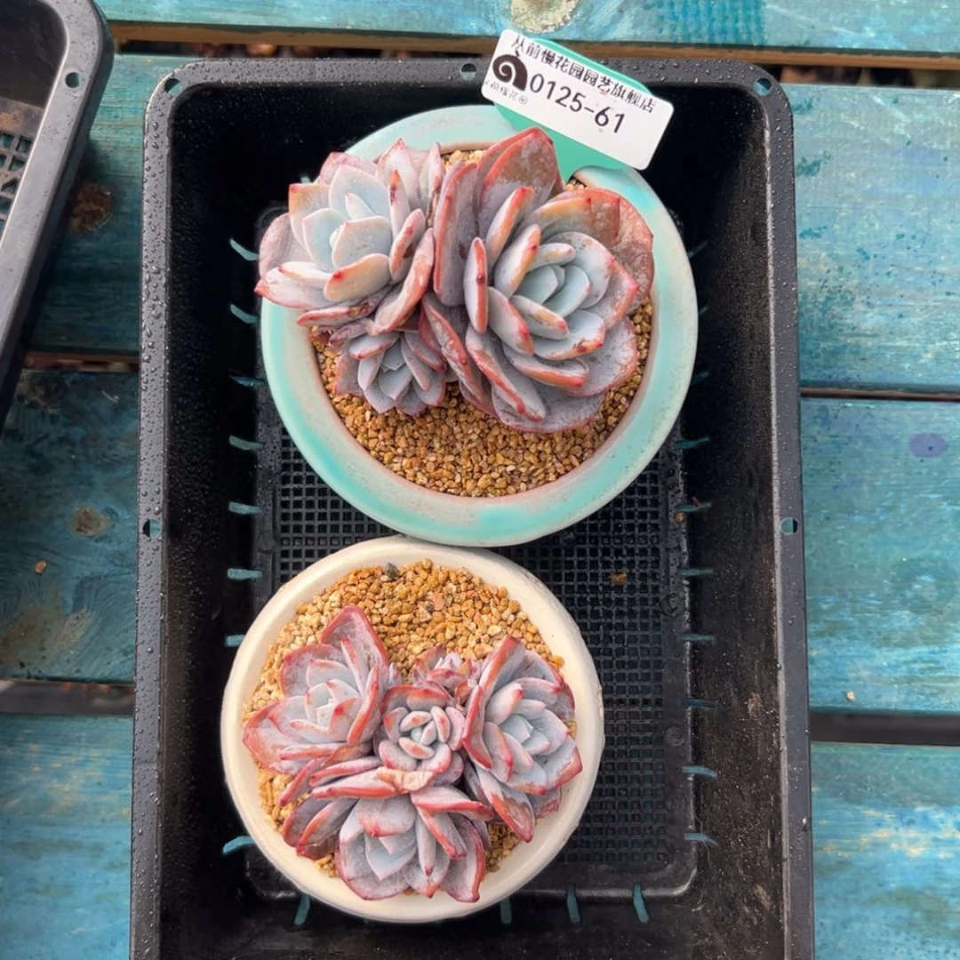 晚***吖多肉编号0125-61