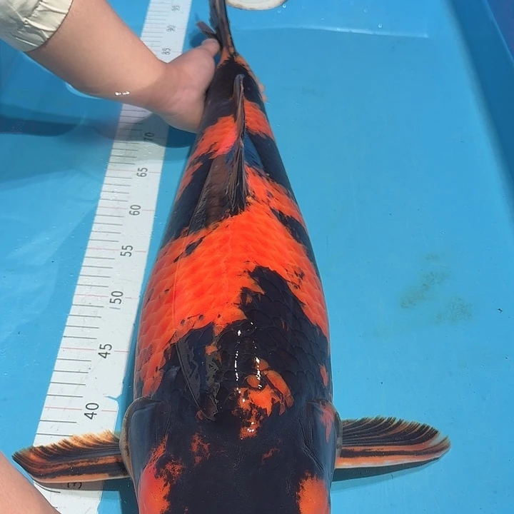 锦鲤飞写锦鲤专拍