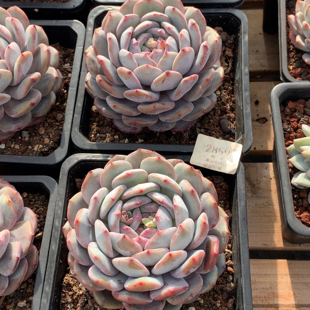 12厘米单头星影两颗2859