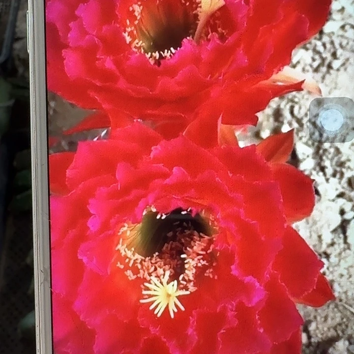 春春侧芽5公分左右毛花柱