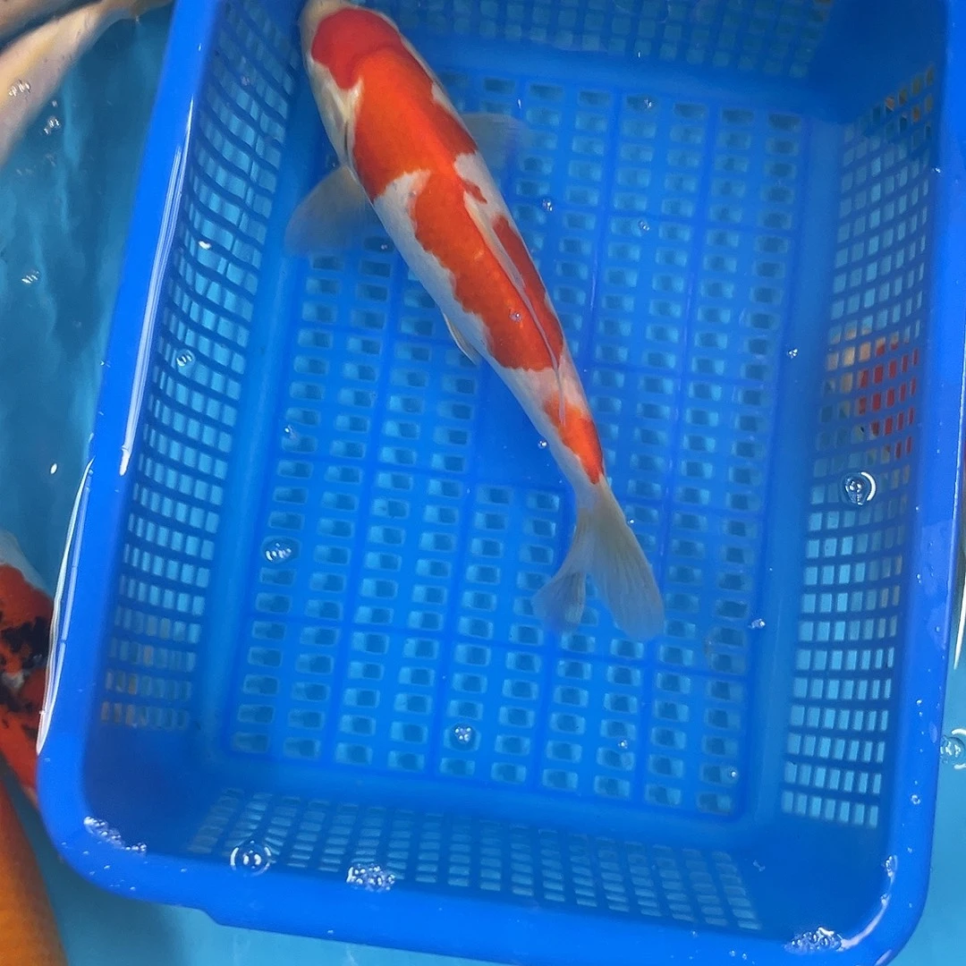 海水鱼精品留养红白龙纹两段