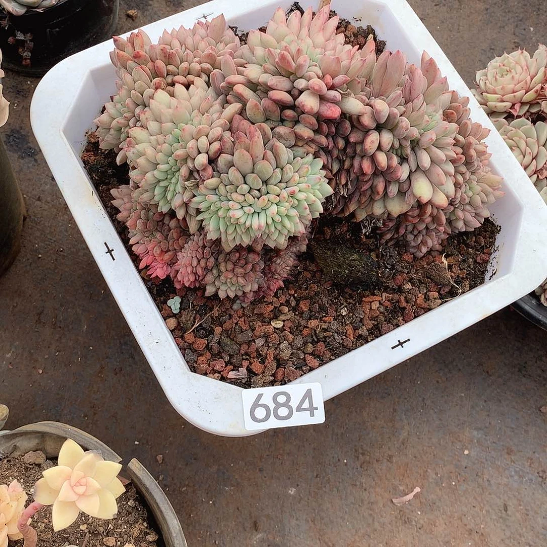 684 一物一拍多肉