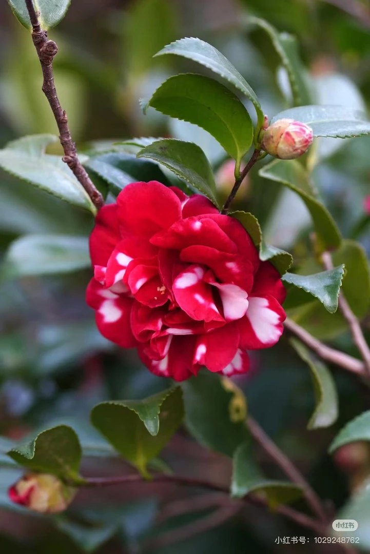 茶梅树庭院好养耐寒情花意境花卉绿植