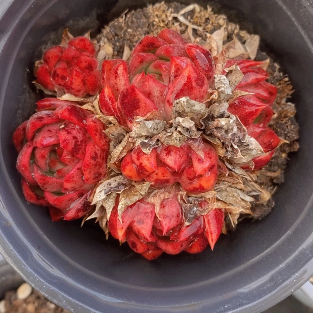 可问主播品种，下滑链接更多品种选择多肉