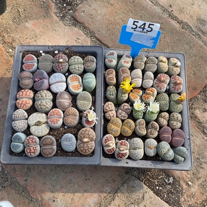 一***树生石花等植物的生长发育545