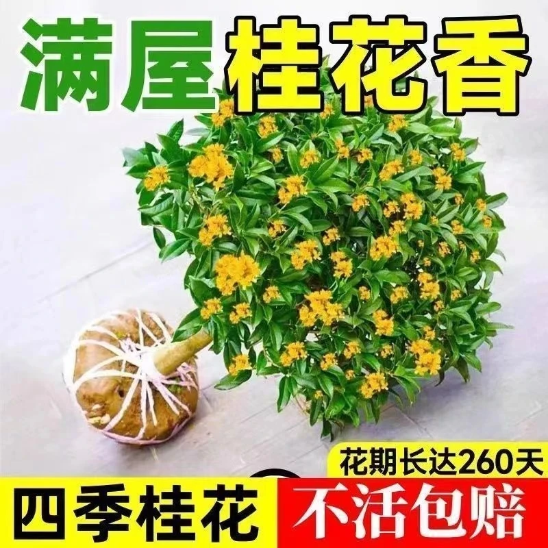四季桂花树苗室内桂花盆栽浓香金桂月月桂耐寒庭院阳台花卉好养植