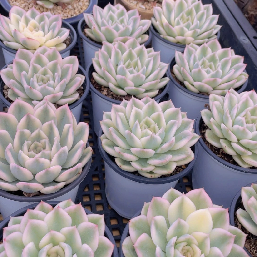 量拍47号 月亮仙子锦单头一个