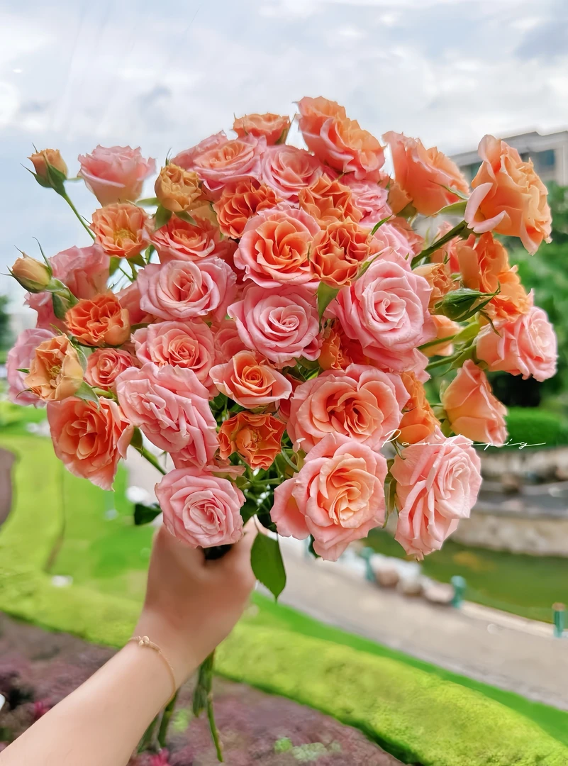 [多巴胺]玫瑰一单不发货！！