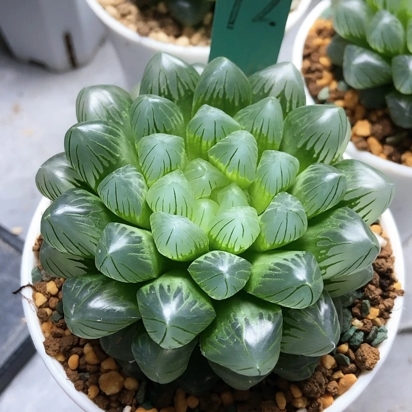 【闪购商品】翡翠72