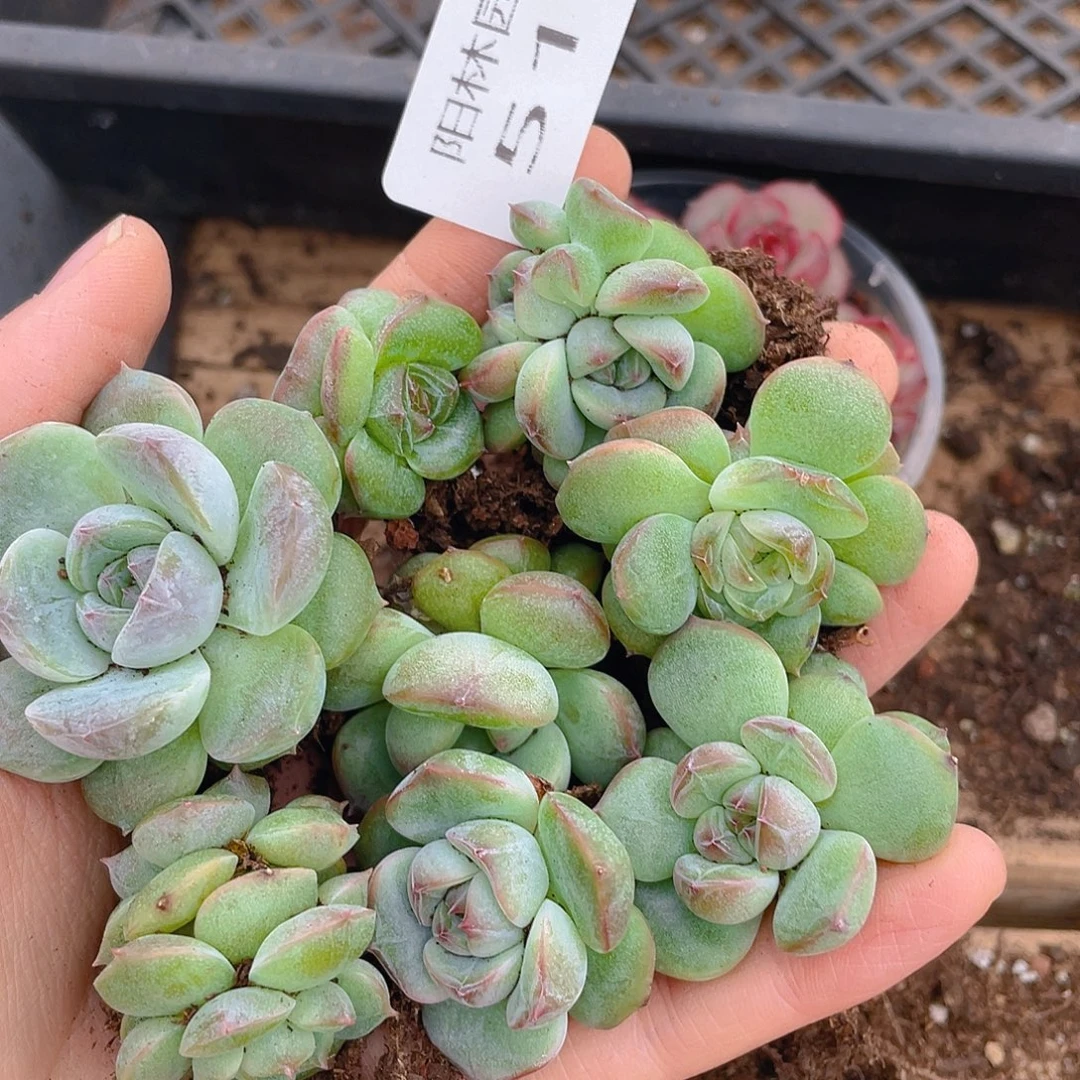 多肉植物多肉植物510