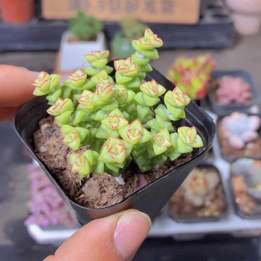 小米星多肉9.9包邮发货