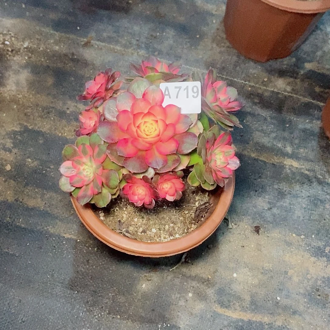 荔枝719多肉有一个断枝小棵