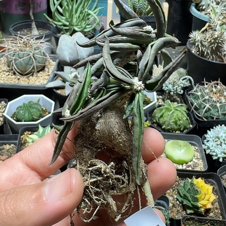 246筒叶麒麟脱土发货